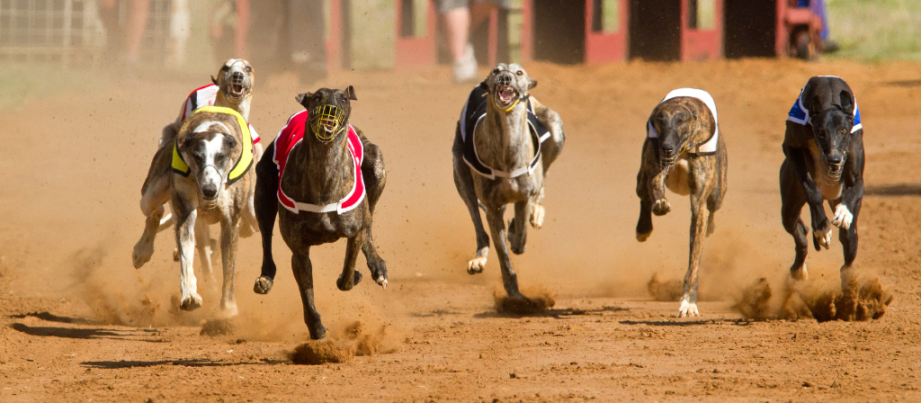 Perseguir la excelencia galgo Post 2